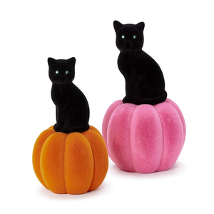 Small Black Cat on Orange Pumpkin